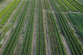 Prestiž Plant Nursery