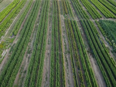 Prestiž Plant Nursery