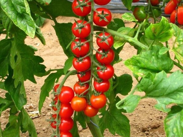 Prezioso F1 - sjeme rajčice