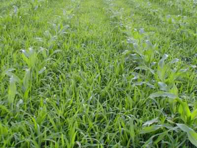 NICO 4 SC (Nikosulfuron 40 g/L)