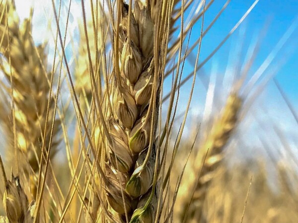 Prijem, skladištenje i otkup pšenice roda 2019. godine