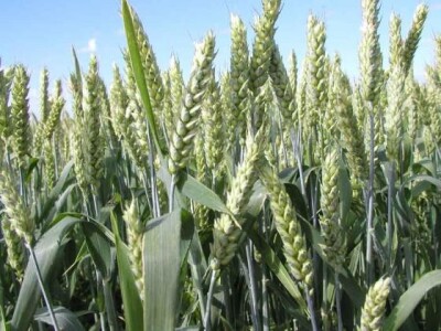 Pšenica - Prima BC7031