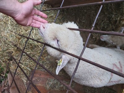 Priplodna jagnjad Ile de France