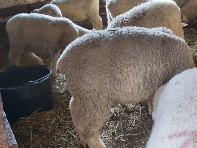 Priplodna jagnjad Ile de France