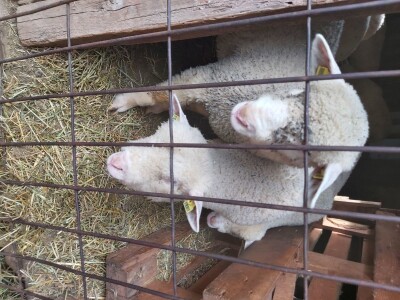 Priplodna jagnjad Ile de France