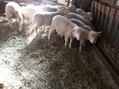 Priplodna jagnjad Ile de France