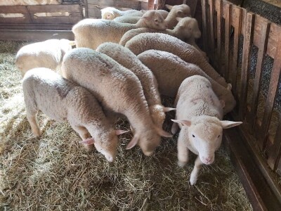 Priplodna jagnjad Ile de France