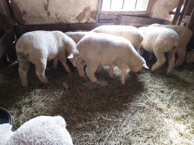 Priplodna jagnjad Ile de France