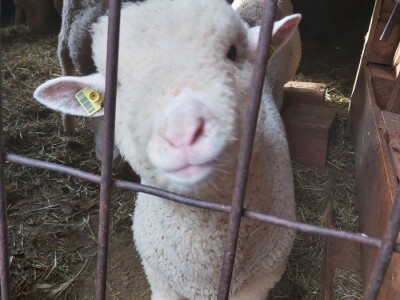 Priplodna jagnjad Ile de France