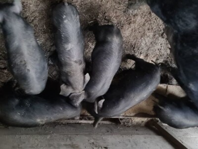 Prodaja crne slavonske svinje