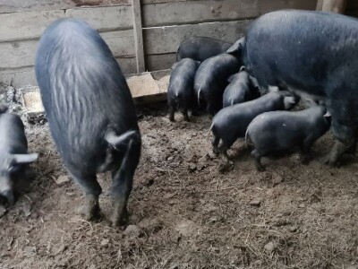 Prodaja crne slavonske svinje