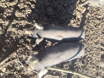 Prodaja crne slavonske svinje