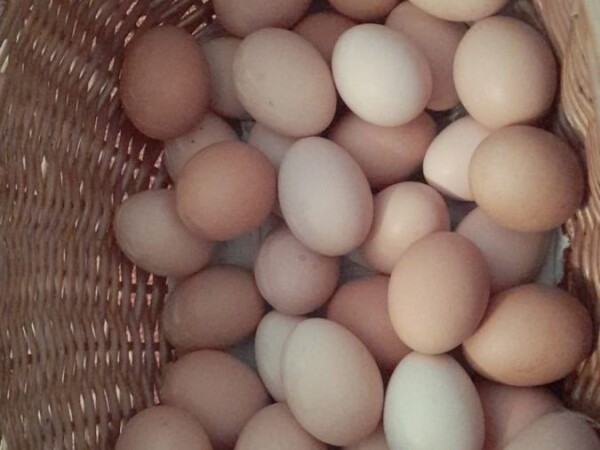 Prodaja domacih jaja
