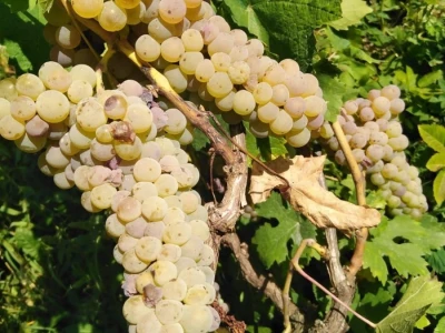 PRODAJA GROŽĐA