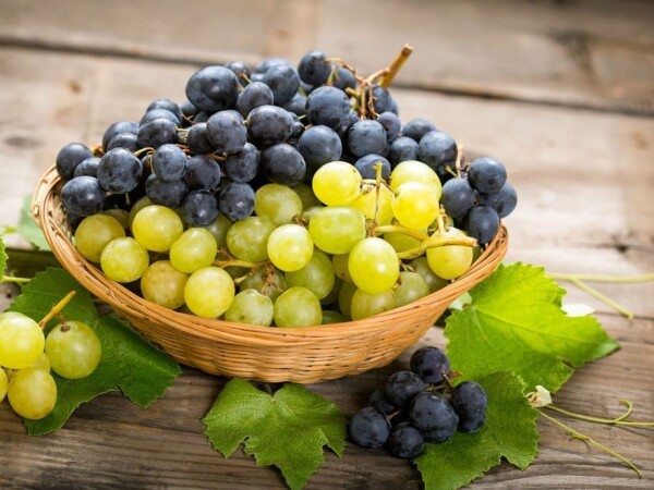 Prodaja grožđa i mošta sorte "GRAŠEVINA, PINOT SIVI I MERLOT"