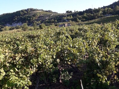 Prodaja grožđa PLAVAC MALI