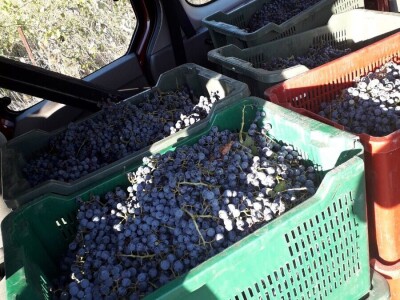Prodaja grožđa PLAVAC MALI