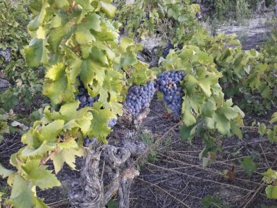 Prodaja grožđa PLAVAC MALI