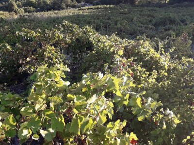 Prodaja grožđa PLAVAC MALI