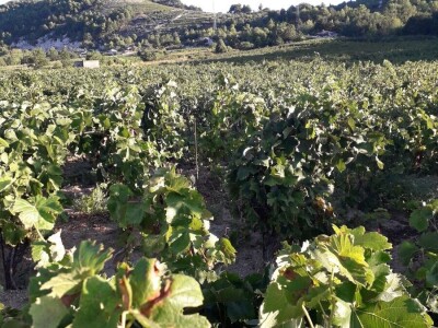 Prodaja grožđa PLAVAC MALI