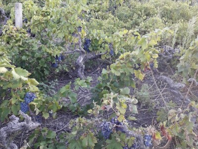 Prodaja grožđa PLAVAC MALI