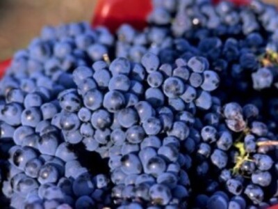 Prodaja grožđa sorte Plavac mali - Pelješac