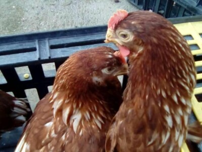 Prodaja mladih koka nosilja—Pozarevac