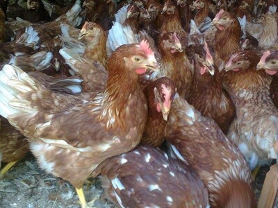 Prodaja mladih koka nosilja—Pozarevac