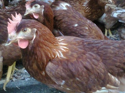 Prodaja mladih koka nosilja—Pozarevac