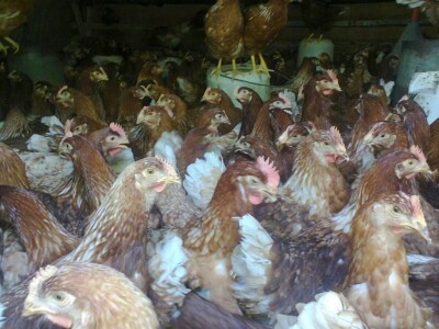 Prodaja mladih koka nosilja—Pozarevac