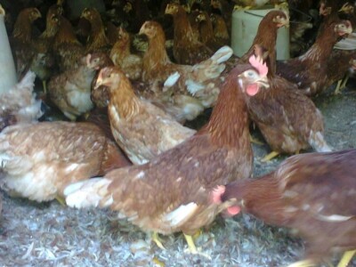 Prodaja mladih koka nosilja—Pozarevac