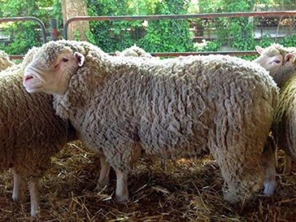 Prodaja ovaca ild-france