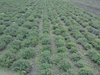 Prodaja sadnog materijala - timijan