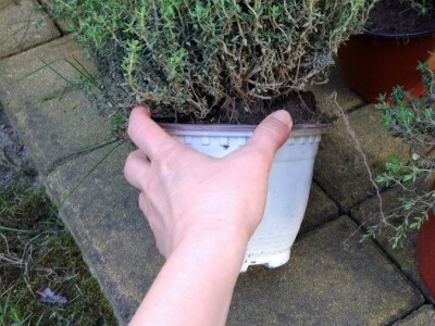 Prodaja sadnog materijala - timijan