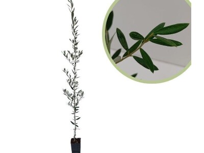 Prodaja spanjolskih sadnica maslina