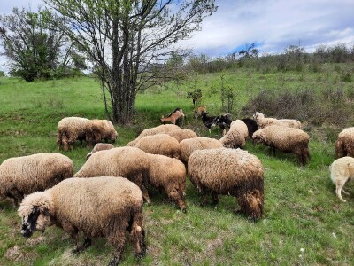 Prodaja svrljiskih ovaca