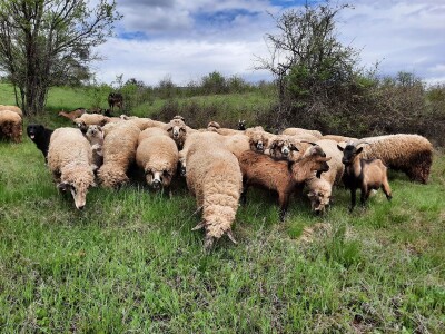 Prodaja svrljiskih ovaca