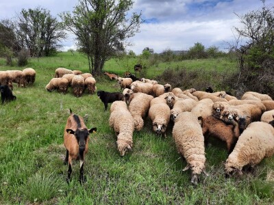 Prodaja svrljiskih ovaca