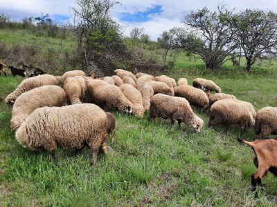 Prodaja svrljiskih ovaca