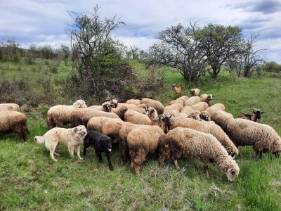 Prodaja svrljiskih ovaca