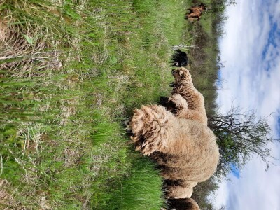 Prodaja svrljiskih ovaca