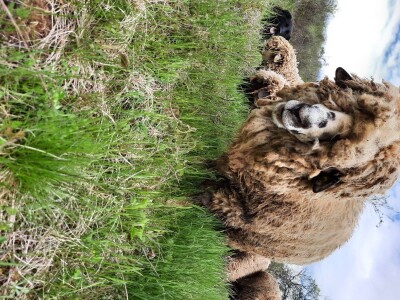 Prodaja svrljiskih ovaca