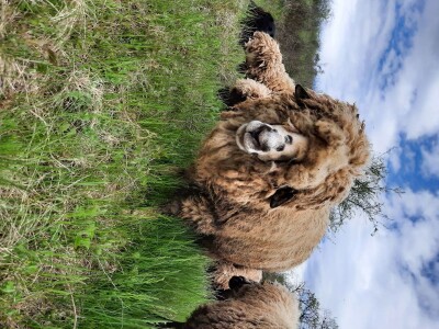 Prodaja svrljiskih ovaca