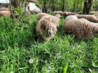 Prodaja svrljiskih ovaca