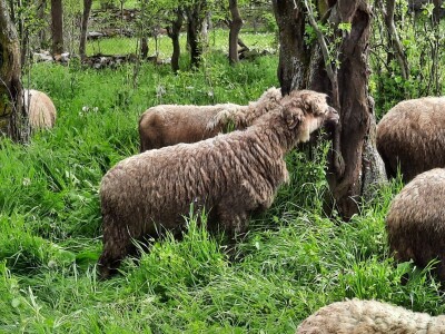 Prodaja svrljiskih ovaca