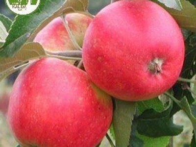 Prodaja voćnih sadnica. Garancija kvaliteta. Stručni saveti.