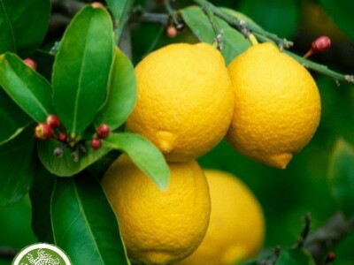 Prodaja voćnih sadnica. Garancija kvaliteta. Stručni saveti.