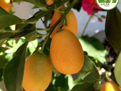 Prodaja voćnih sadnica. Garancija kvaliteta. Stručni saveti.