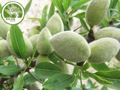 Prodaja voćnih sadnica. Garancija kvaliteta. Stručni saveti.