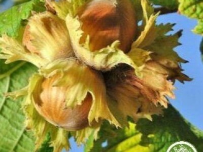 Prodaja voćnih sadnica. Garancija kvaliteta. Stručni saveti.